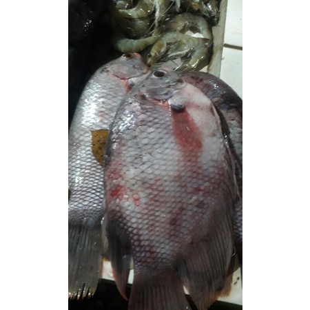 

ikan gurame segar fresh 500grm