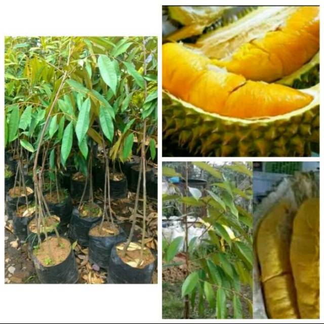 Bibit durian musangking asli