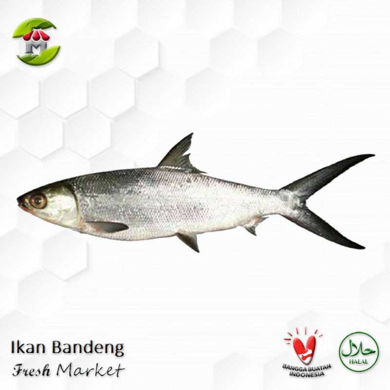 Ikan Bandeng 900gr - 1.000gr