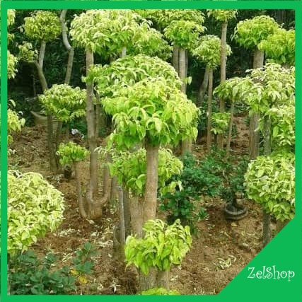 Bibit Tanaman Anting Putri Variegata / Bahan Bonsai / Bonsai Anting Putri