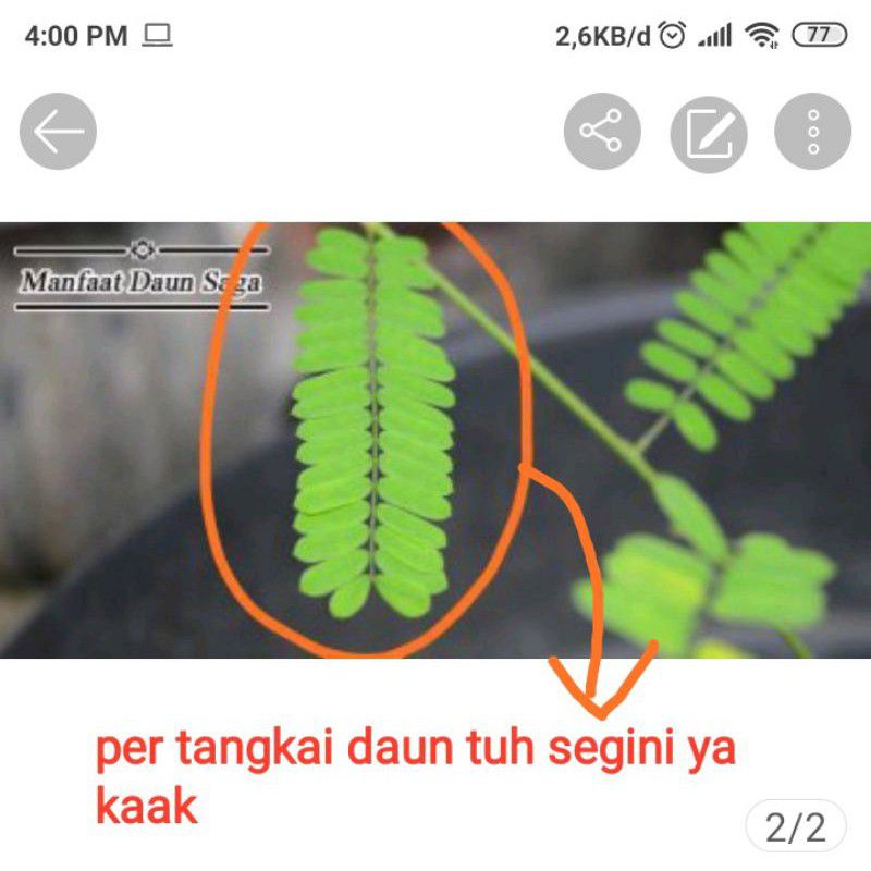 

paket daun saga segar 700 pcs/tangkai free ongkir