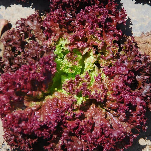 Benih Selada Merah Red Lettuce Mini Pack 2000 Seeds BISI HOME GARDEN