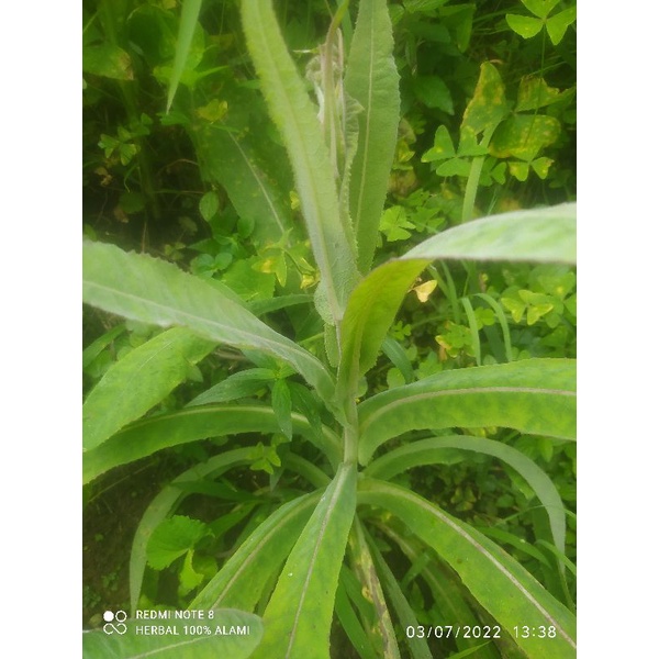 

Daun tempuyung segar (1 KG)