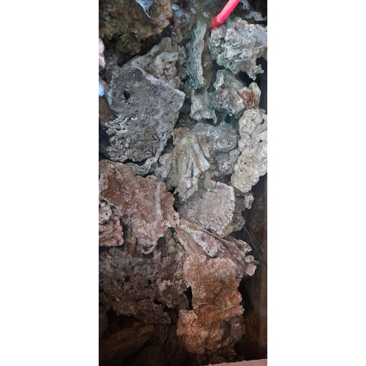 LIVE ROCK AQUARIUM AIR LAUT / BATU KARANG HIDUP SIZE M