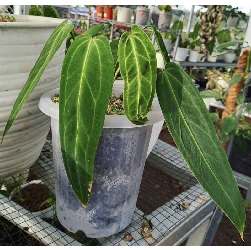 promo anakan anthurium lidah gajah anthurium warocquanium anakan