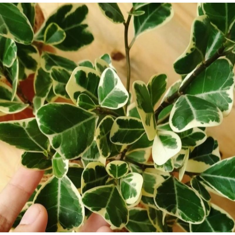 tanaman hias beringin kupukupu variegata