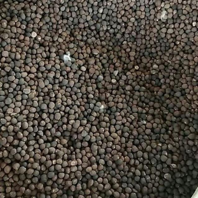 Benih biji kapuk randu klenteng 1 KG