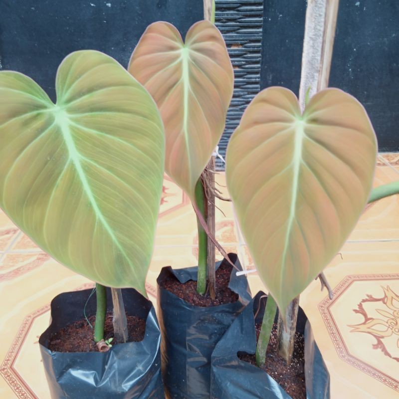 bibit stek tanaman hias philo milano mican/michans/micans