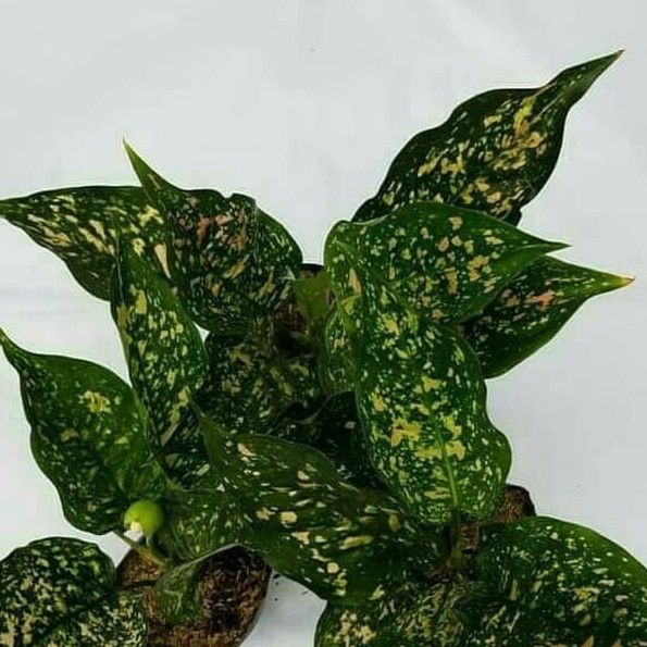 Bunga Aglonema Ruby Pink - Tanaman Hias Aglaonema Pink Ruby