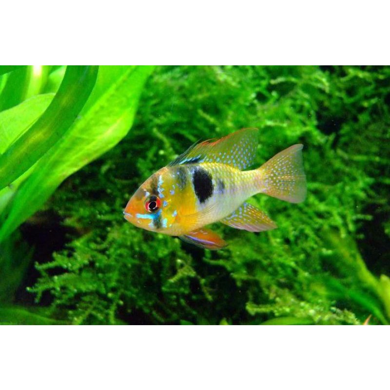 

IKAN HIAS RAMIREZI GERMAN