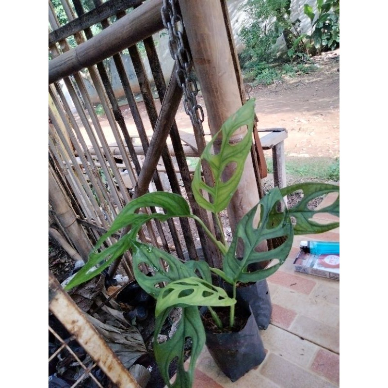 promo tanaman hias monstera janda bolong 2-3 daun