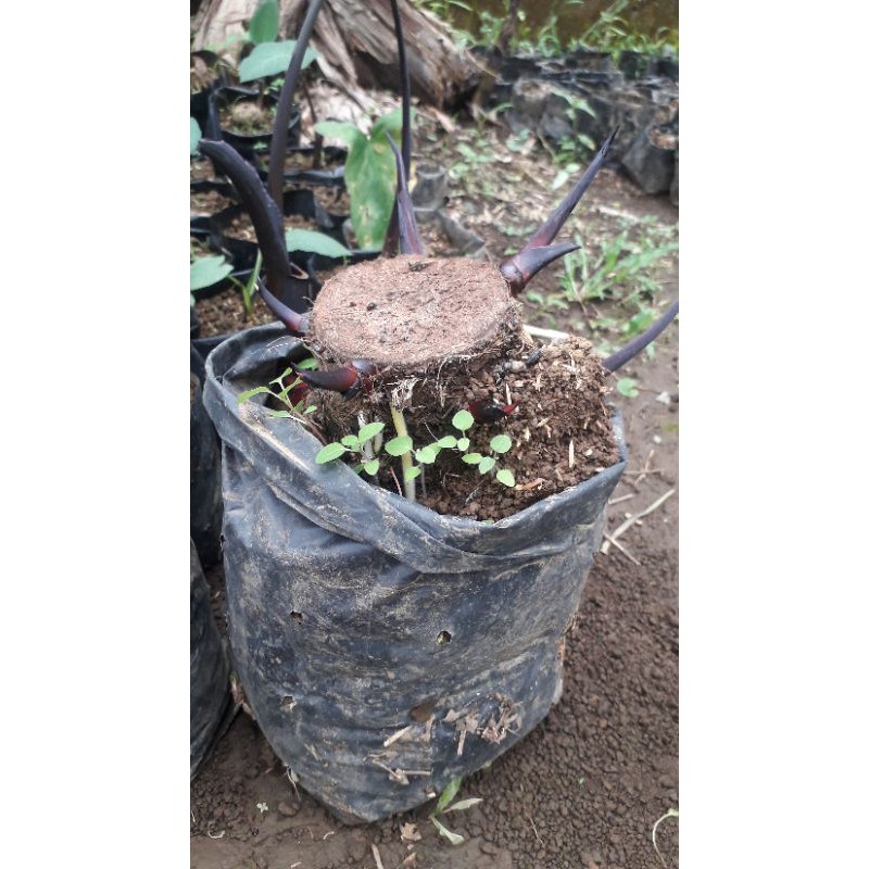 BONGGOL Xanthosoma Violaceum ( Black Elephants Ear ) Bisa dapat 20 sd 30 Batang