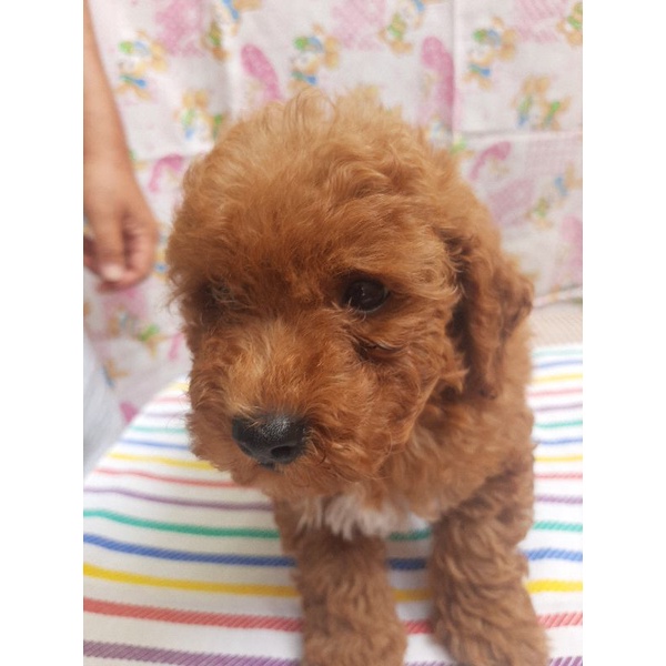 Jual Anjing Toy Poodle | Shopee Indonesia