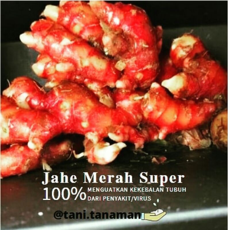 

Jual Jahe Merah Murah | Jahe Viral | Kiloan | Ton