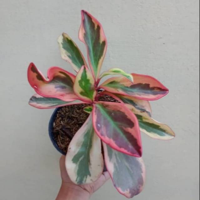 Tanaman Hias Peperomia Merah Peperomia Flucifolia Shopee Indonesia