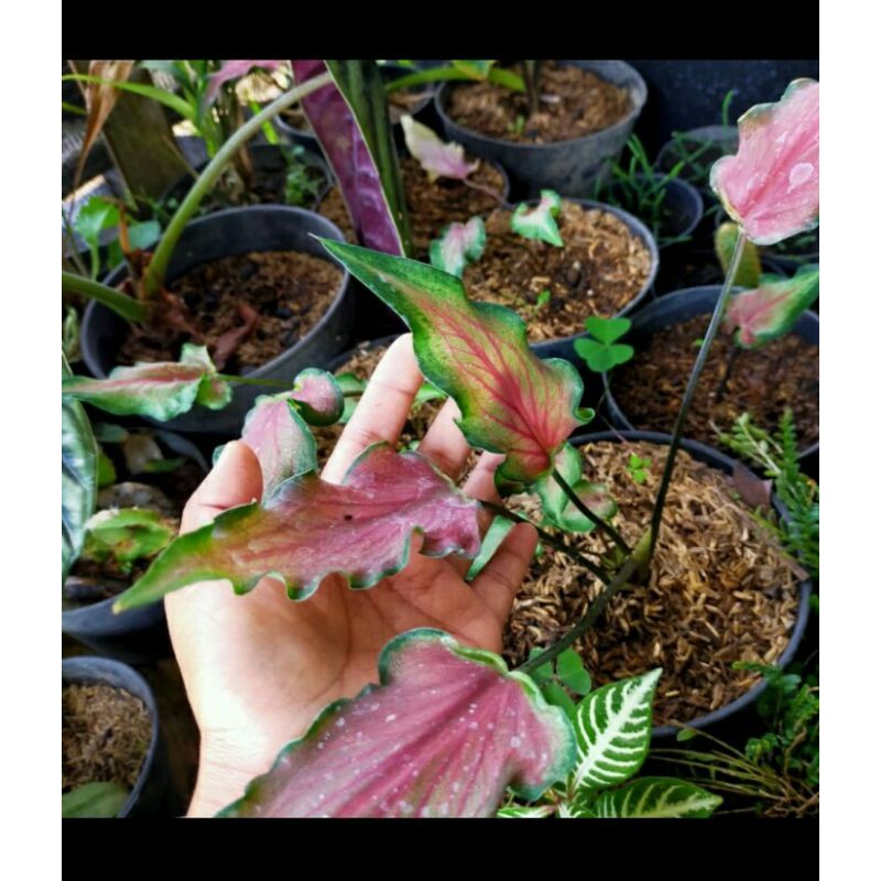 keladi keris merah / tanaman hias keladi / caladium