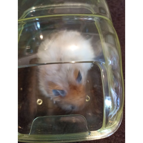 Rumah sauna transparant jumbo hamster