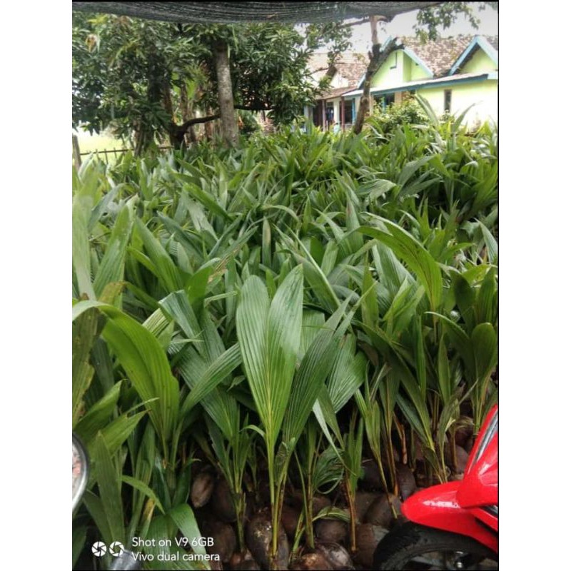

kelapa genjah