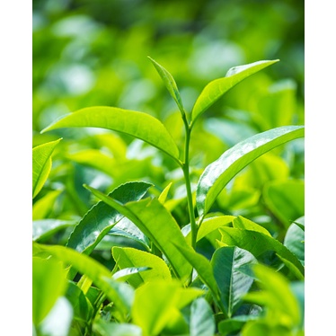 

Teh Hijau Kering 250 gram (1/4 kg ) Asli Teh Hijau Alami