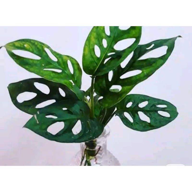 tanaman hias janda bolong/tanaman hias monstera janda bolong