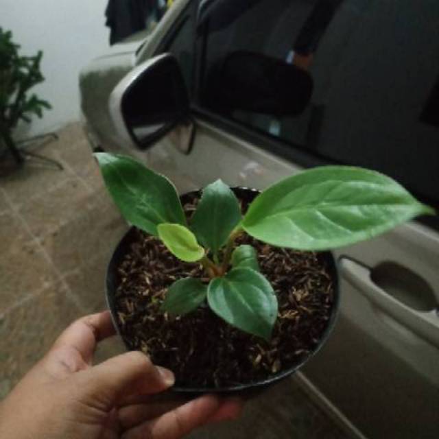 BIBIT ANTHURIUM  JEMANI COBRA SUPER