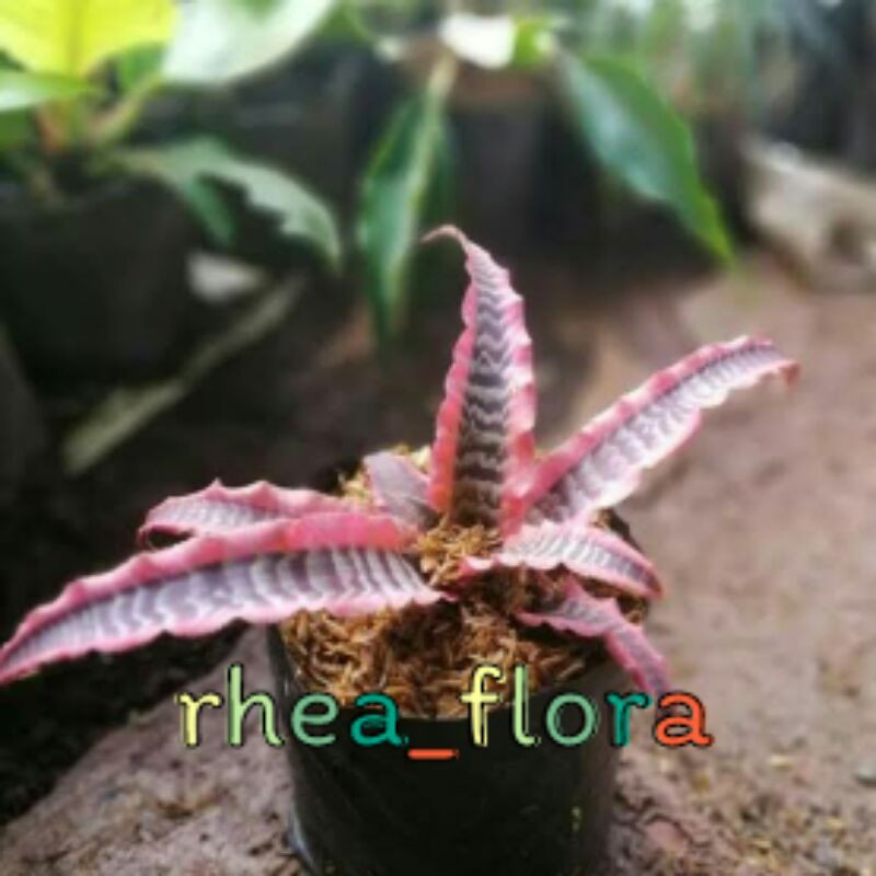Tanaman Hias Sensivera Pink Black - Tanaman Hias cryptanthus elaine - Sensivera Langka Bromelia