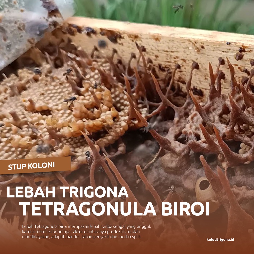 Bibit Lebah Trigona Biroi dalam Stup