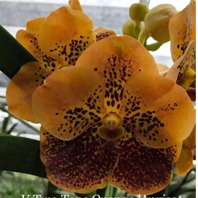 Anggrek Vanda Dewasa Coklat Bunga Besar