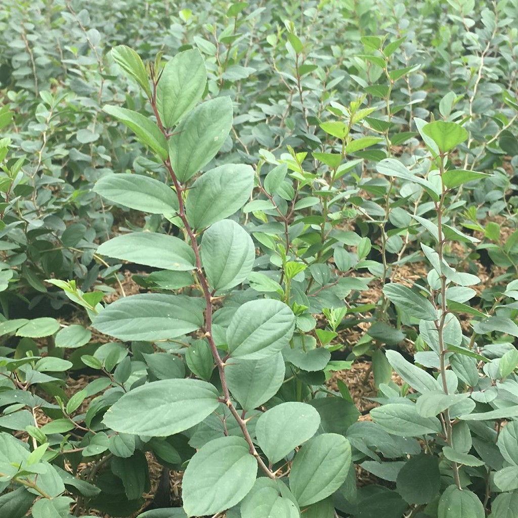 ISI PAKET 10 Biji Benih  Bidara Arab Super Benih Bidara Arab Asli Tanaman Herbal Unggul -RSB1990