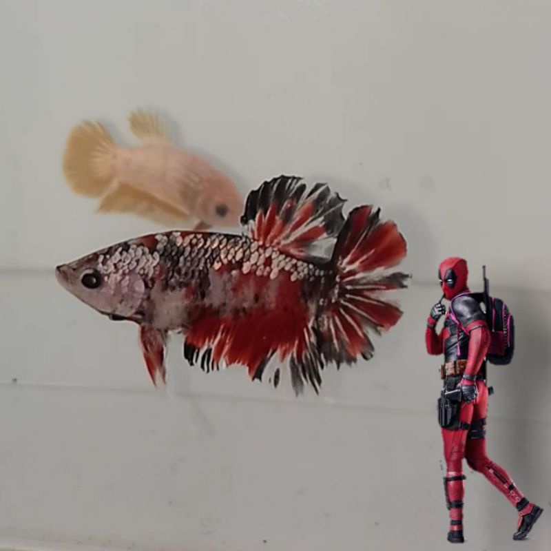 Cupang Plakat Black Series Cooper Gold, kombinasi murah, size S+