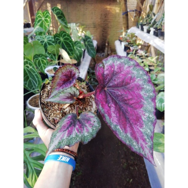 tanaman hias begonia pelangi /karakas/begonia rex