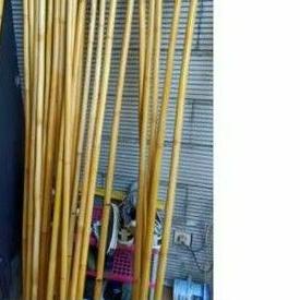 Toya rotan murah (Toyak rotan)