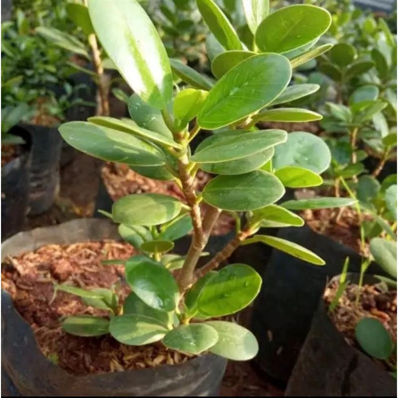 bahan Bonsai Bering dolar - beringin korea