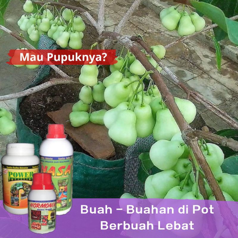 Pupuk Pelebat buah, Pupuk Anti Rontok, Pupuk Tabulampot