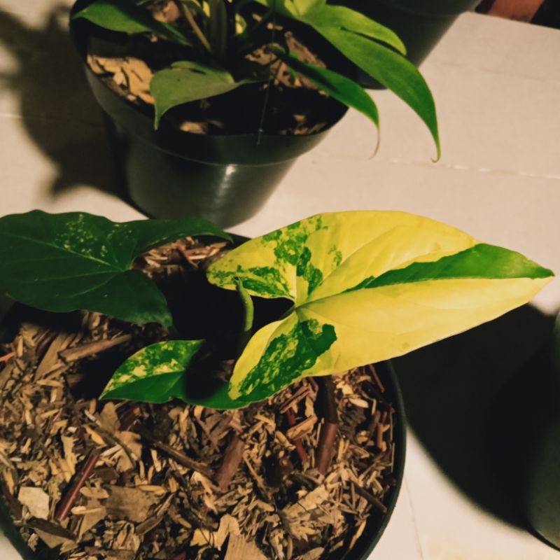 syngonium yellow variegated