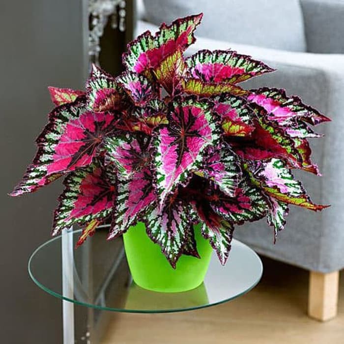 Tanaman Begonia pelangi/begonia rex caracas