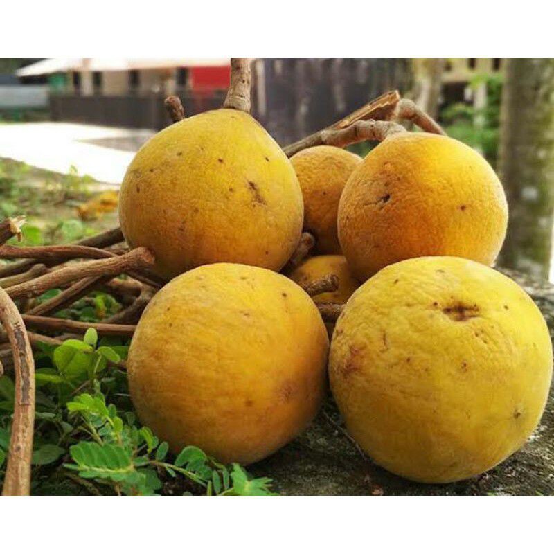 

Buah Kecapi Segar 1KG