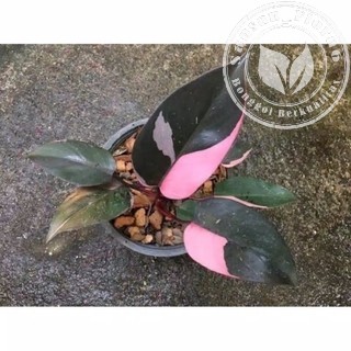 New promo bonggol philodendron pink princes