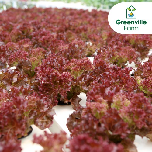 

Greenville Farm Red Lollorosa Lettuce 250gr