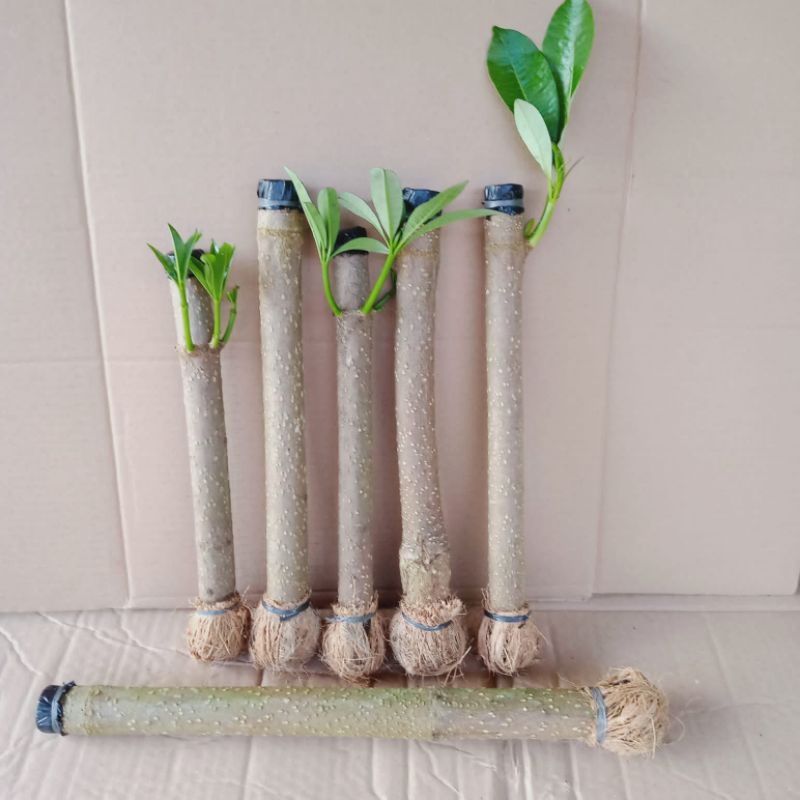 Bibit Stek Pohon Pule Tanaman Bonsai 1 Batang