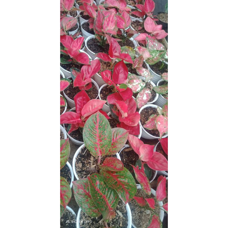 Tanaman Hias Bunga Aglonema-3 Macam Jenis Aglonema