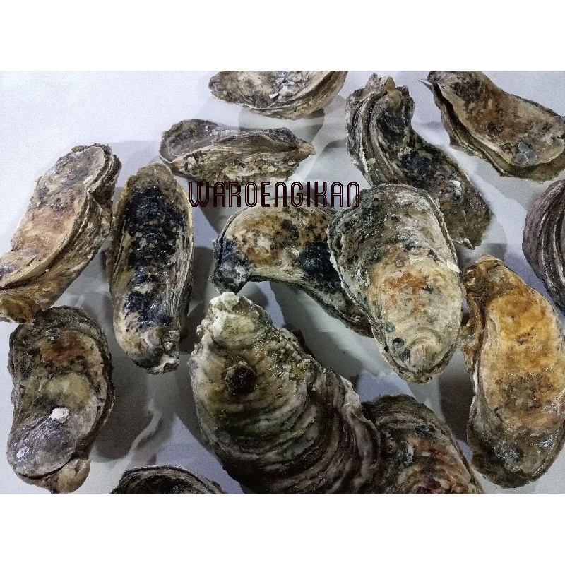 

kerang tiram segar oyster 1kg size jumbo