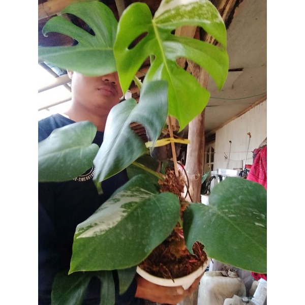 monstera deliciosa king varigata