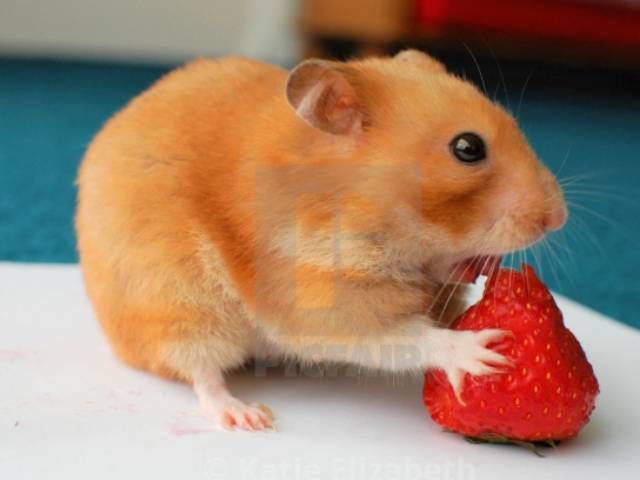 MAKANAN HAMSTER - SNACK HAMSTER - DRIED RASBERRY