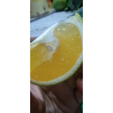 

JERUK BABY JAVA 1 KG, kulit tidak glowing ( 1KG