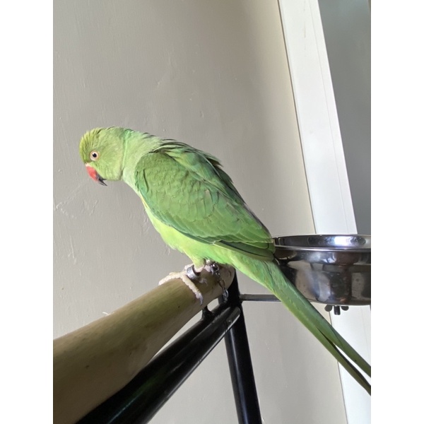 Indian Ringneck