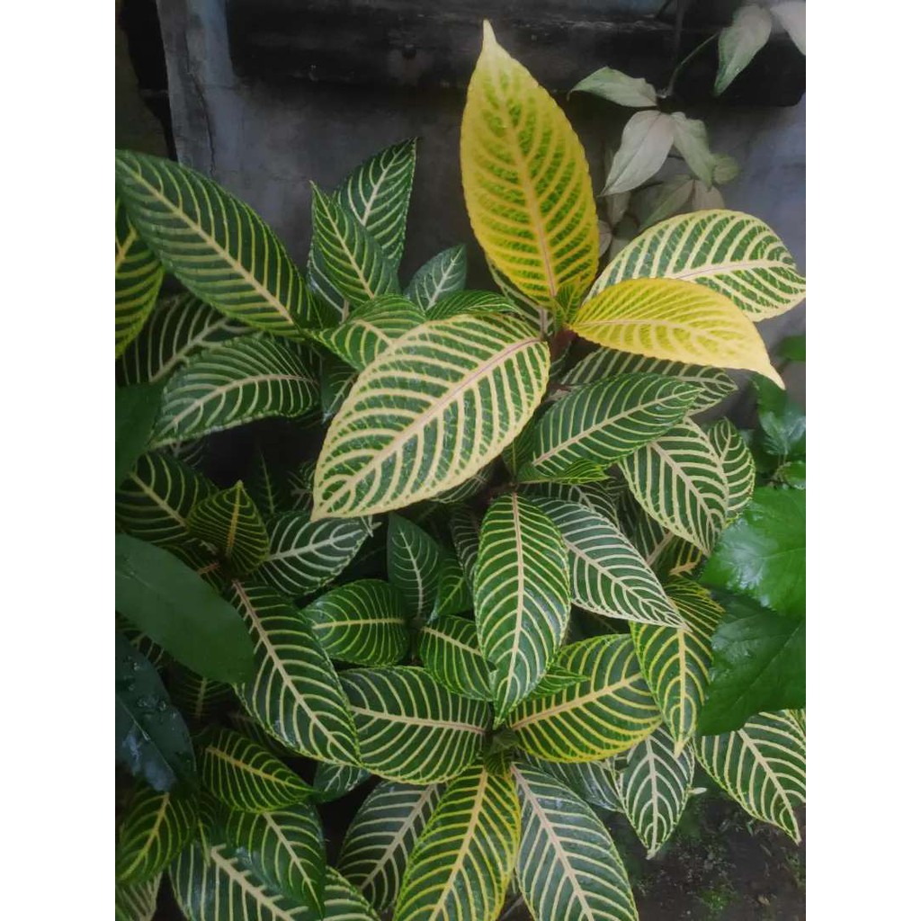 tanaman hias aphelandra kuning