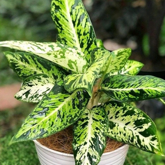 Tanaman hias bunga hidup, Aglonema sparkle rimbun + Pot putih