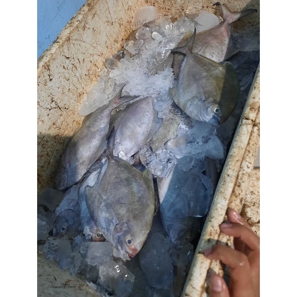 

peromo jual ikan bawal fesh dan segar