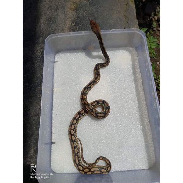 Baby Retic Tiger 28,12% super dwarf poss het albino